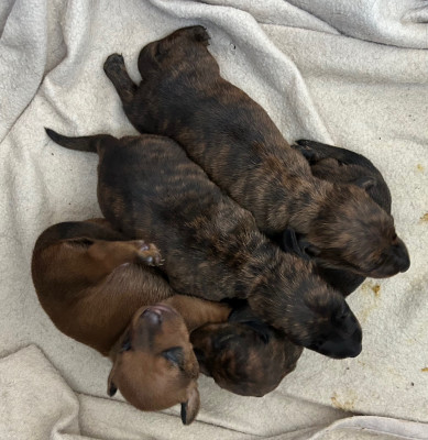 Les chiots de Teckel poil ras