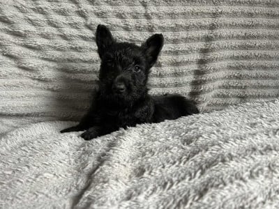 Les chiots de Scottish Terrier