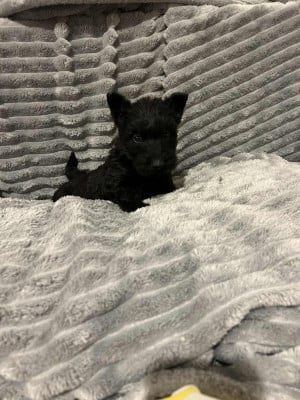 Les chiots de Scottish Terrier