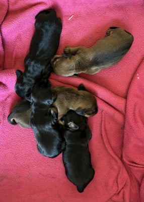 Les chiots de Teckel poil ras