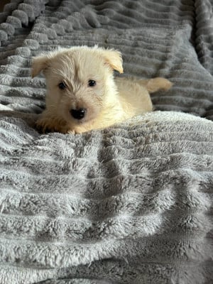 Les chiots de Scottish Terrier