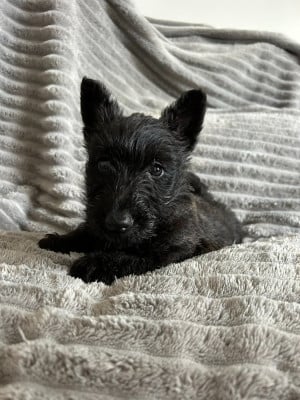 Les chiots de Scottish Terrier
