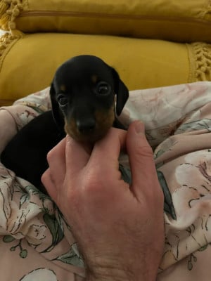 Les chiots de Teckel poil ras