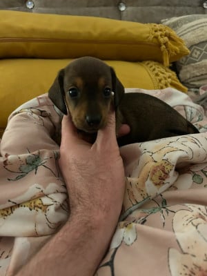 Les chiots de Teckel poil ras