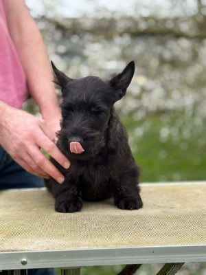 Les chiots de Scottish Terrier