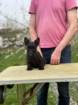 Les chiots de Scottish Terrier