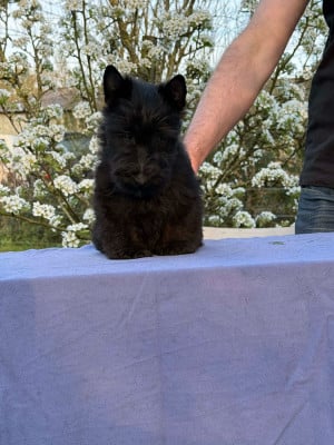 Les chiots de Scottish Terrier