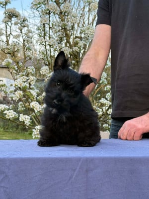 Les chiots de Scottish Terrier