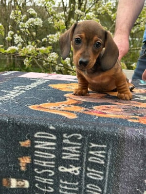 Les chiots de Teckel poil ras