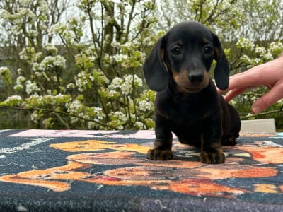Les chiots de Teckel poil ras