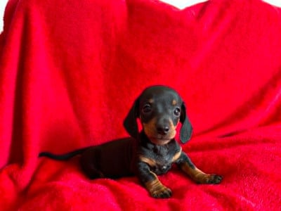 Les chiots de Teckel poil ras