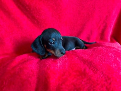 Les chiots de Teckel poil ras
