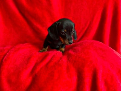 Les chiots de Teckel poil ras