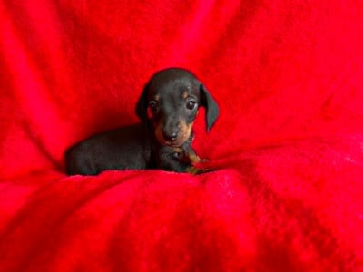 Les chiots de Teckel poil ras