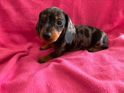 Les chiots de Teckel poil ras
