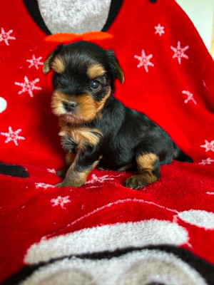 Les chiots de Yorkshire Terrier