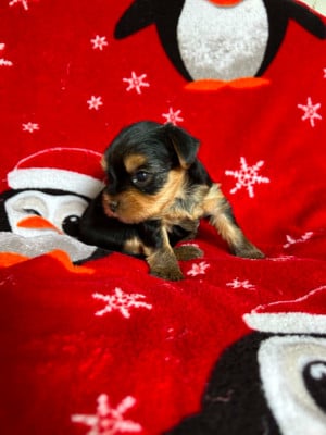 Les chiots de Yorkshire Terrier