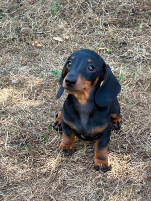 Les chiots de Teckel poil ras