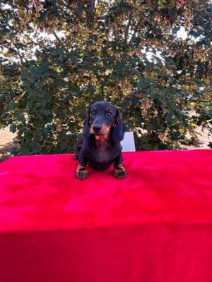 Les chiots de Teckel poil ras