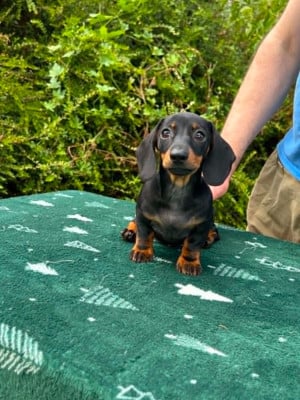 Les chiots de Teckel poil ras