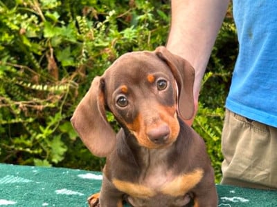 Les chiots de Teckel poil ras