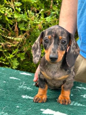 Les chiots de Teckel poil ras