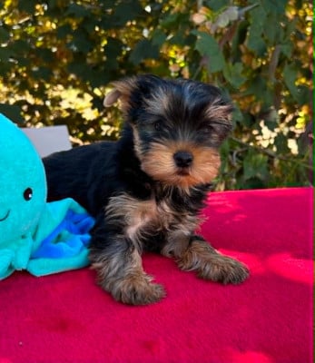 Les chiots de Yorkshire Terrier