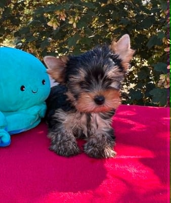 Les chiots de Yorkshire Terrier