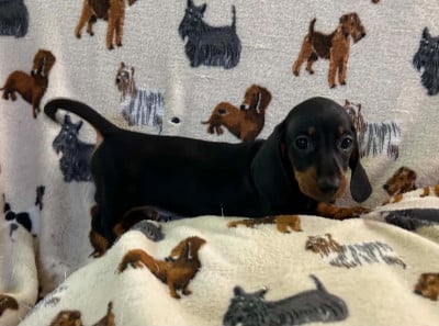 Les chiots de Teckel poil ras