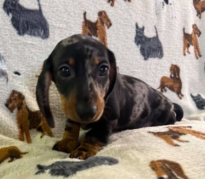 Les chiots de Teckel poil ras