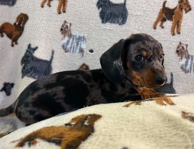 Les chiots de Teckel poil ras
