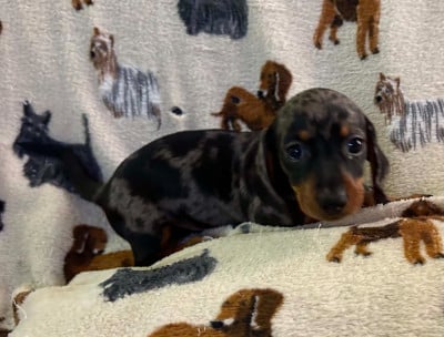 Les chiots de Teckel poil ras