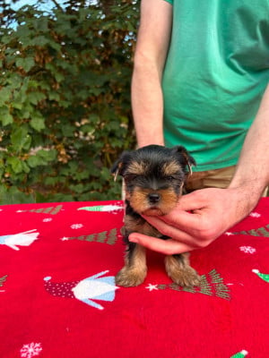 Les chiots de Yorkshire Terrier