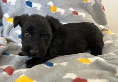 Les chiots de Scottish Terrier