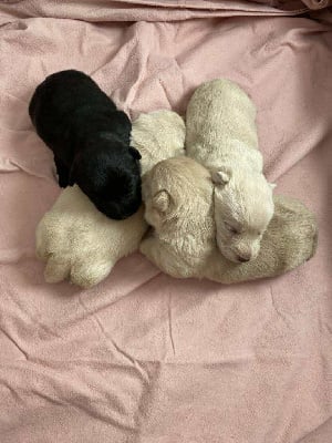 Les chiots de Scottish Terrier