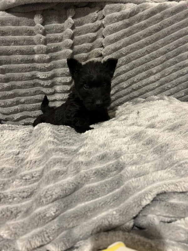 Scottish Terrier - Gabéric's