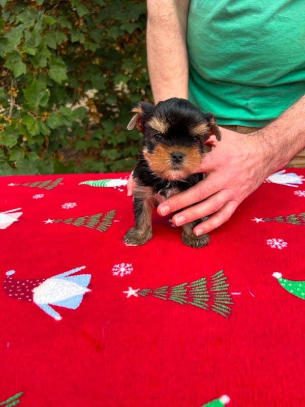 Yorkshire Terrier - Gabéric's