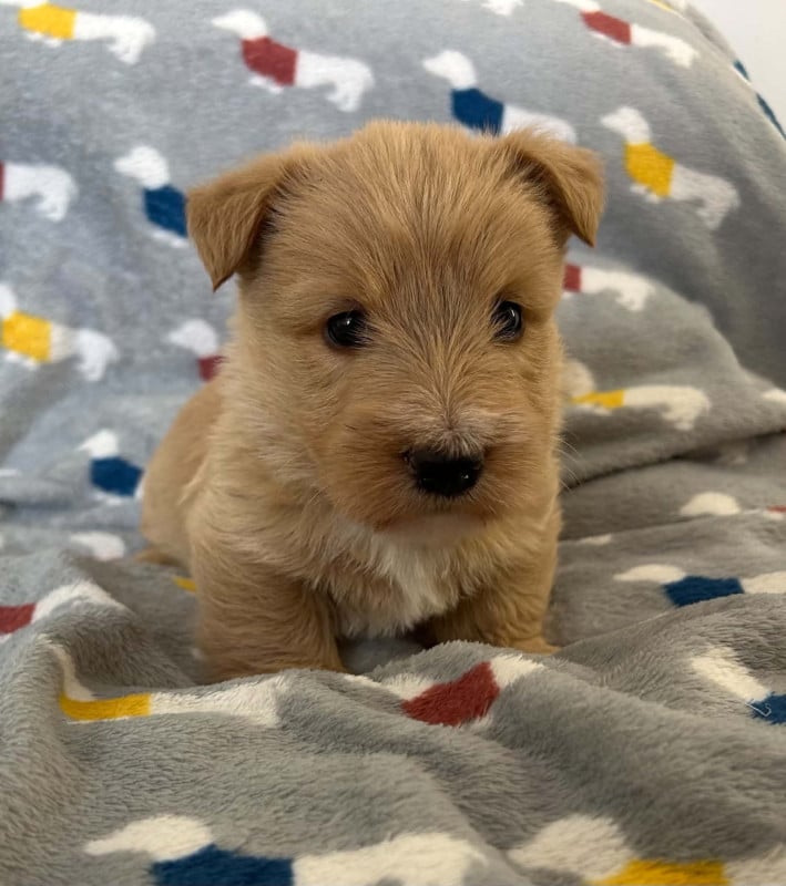 Scottish Terrier - Gabéric's