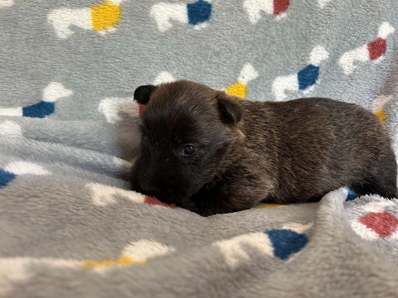 Scottish Terrier - Gabéric's