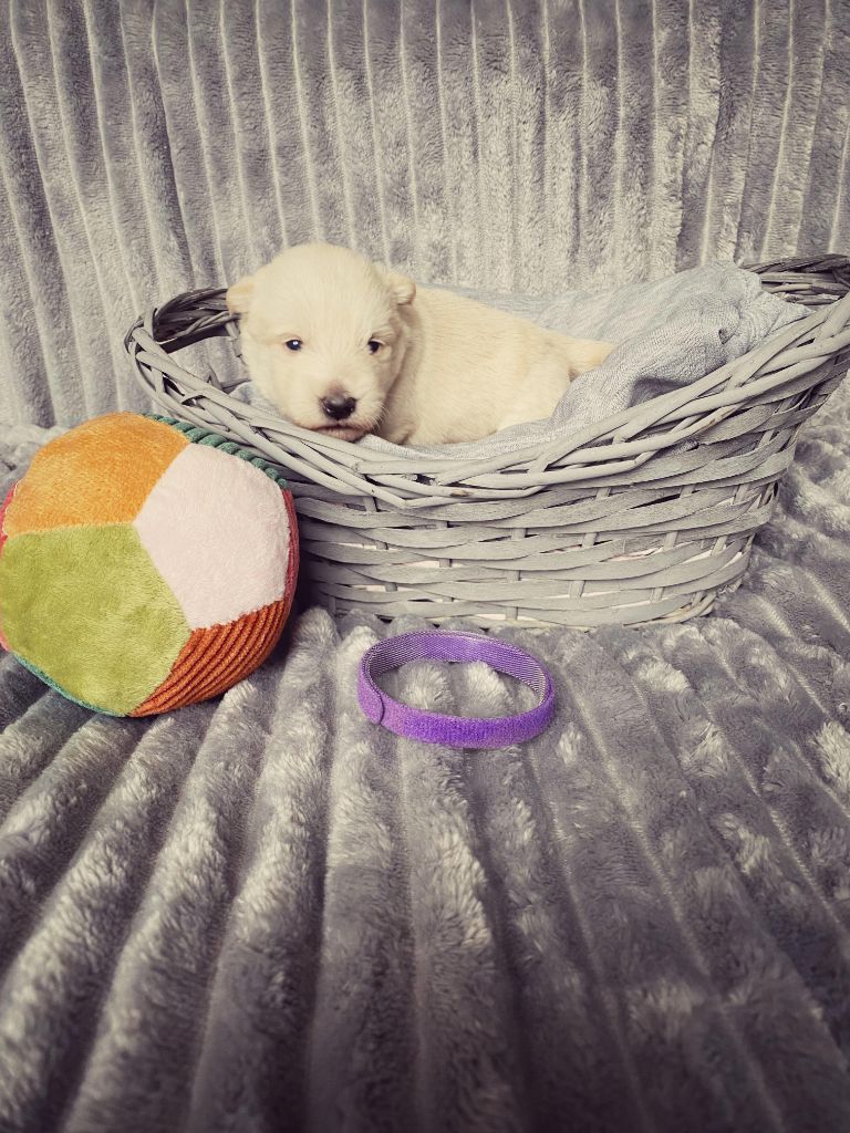 Femelle Collier Violet