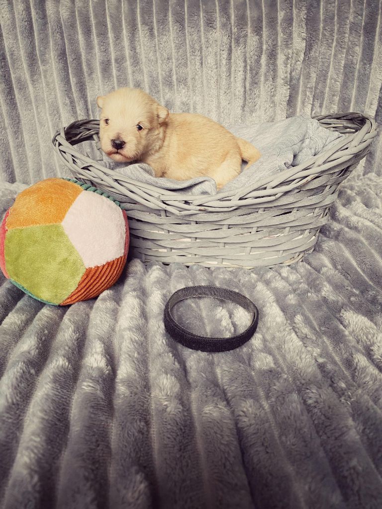 Femelle Collier Noir