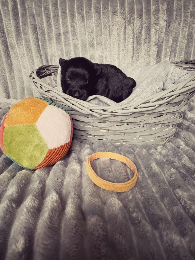 Femelle Collier Orange