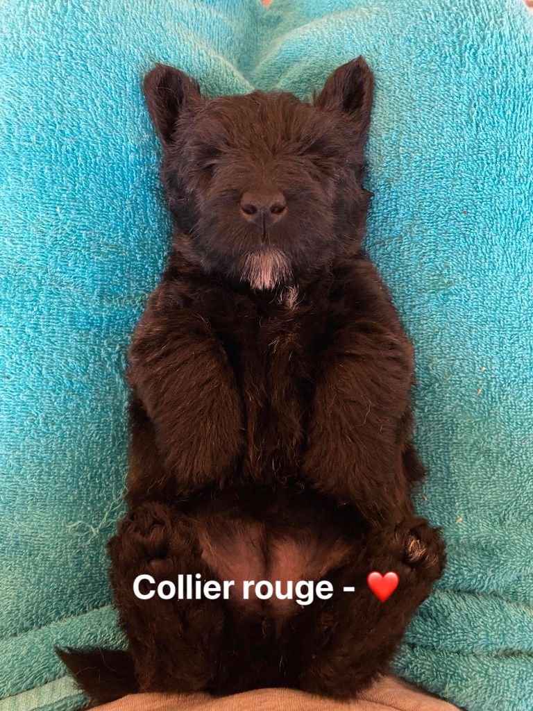 Femelle Collier Rouge