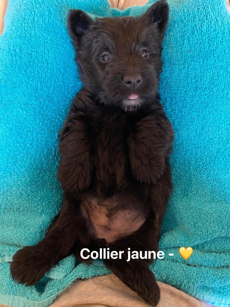 Femelle Collier Jaune