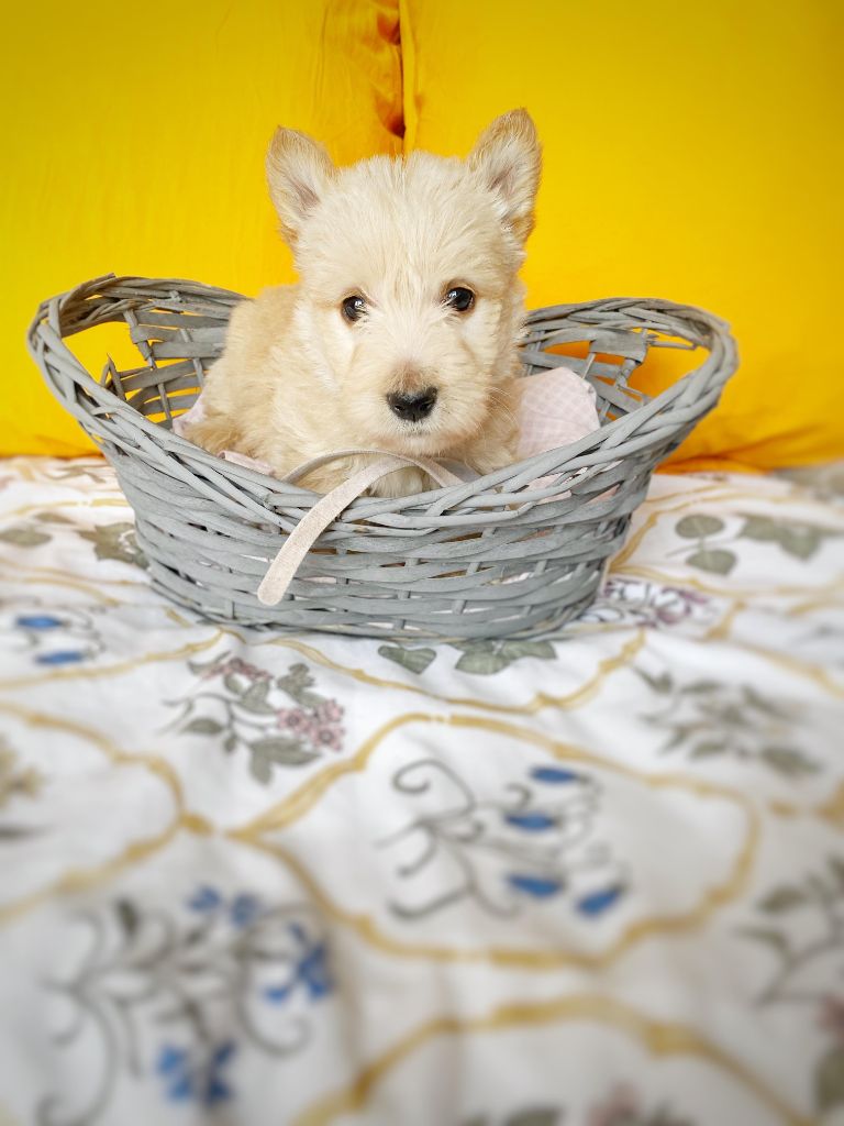Femelle Collier Blanc