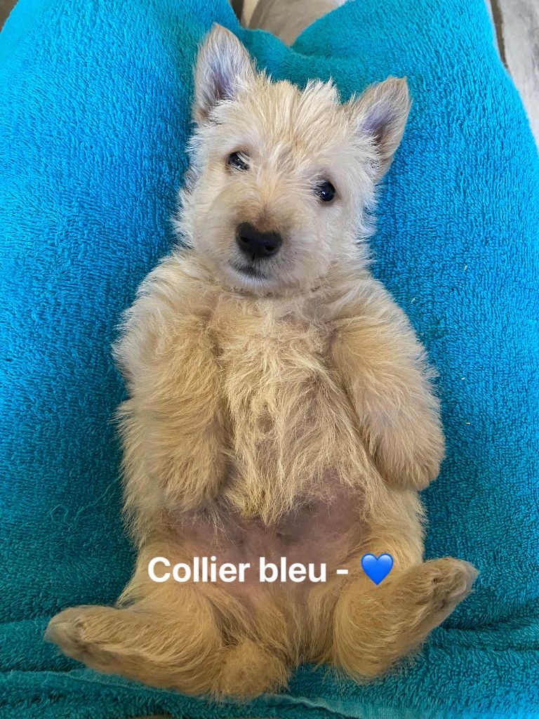 Mâle Collier Bleu