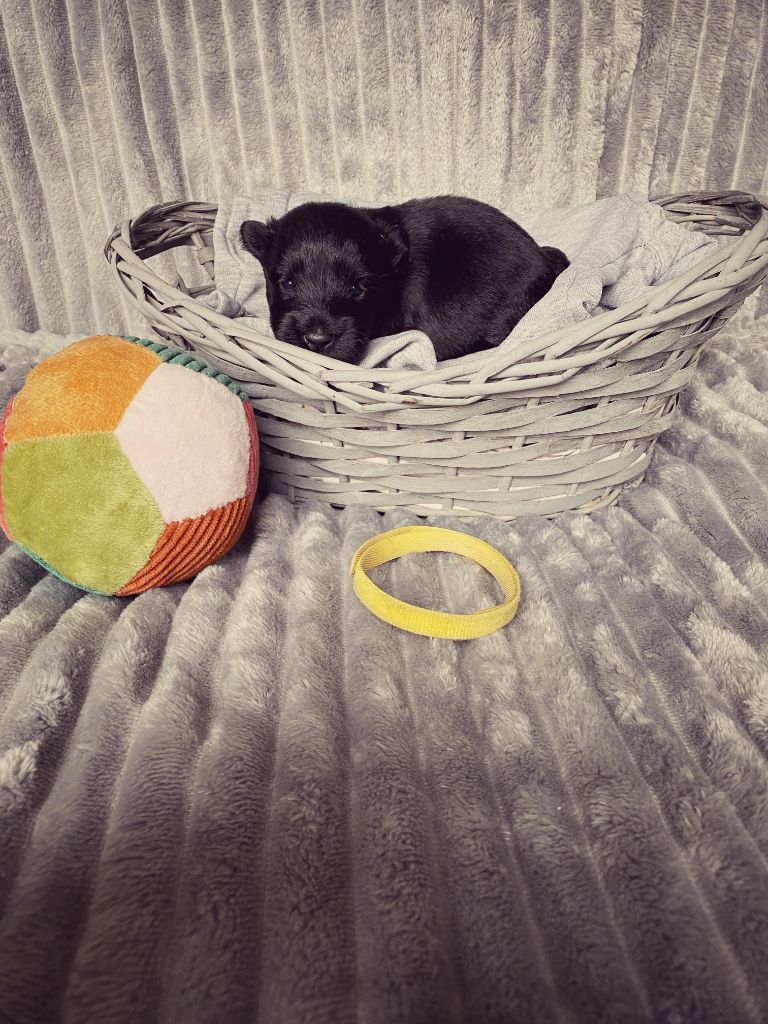 Femelle Collier Jaune