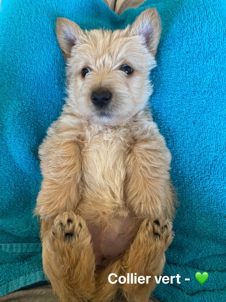 Femelle Collier Vert