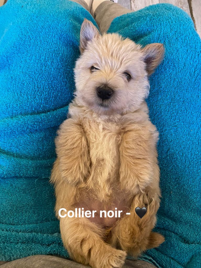 Femelle Collier Noir