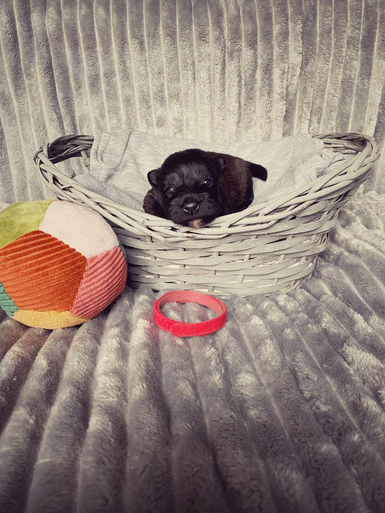 Femelle Collier Rouge